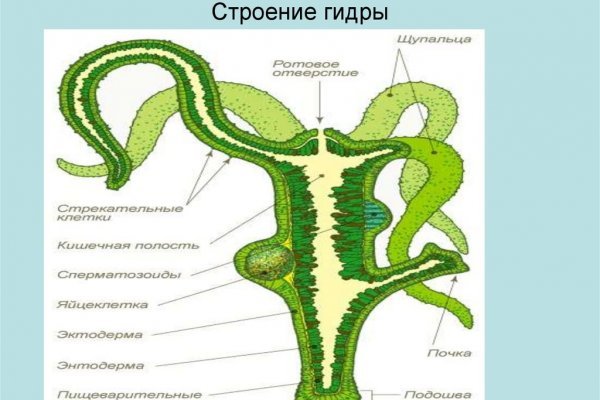 Какая ссылка на кракен